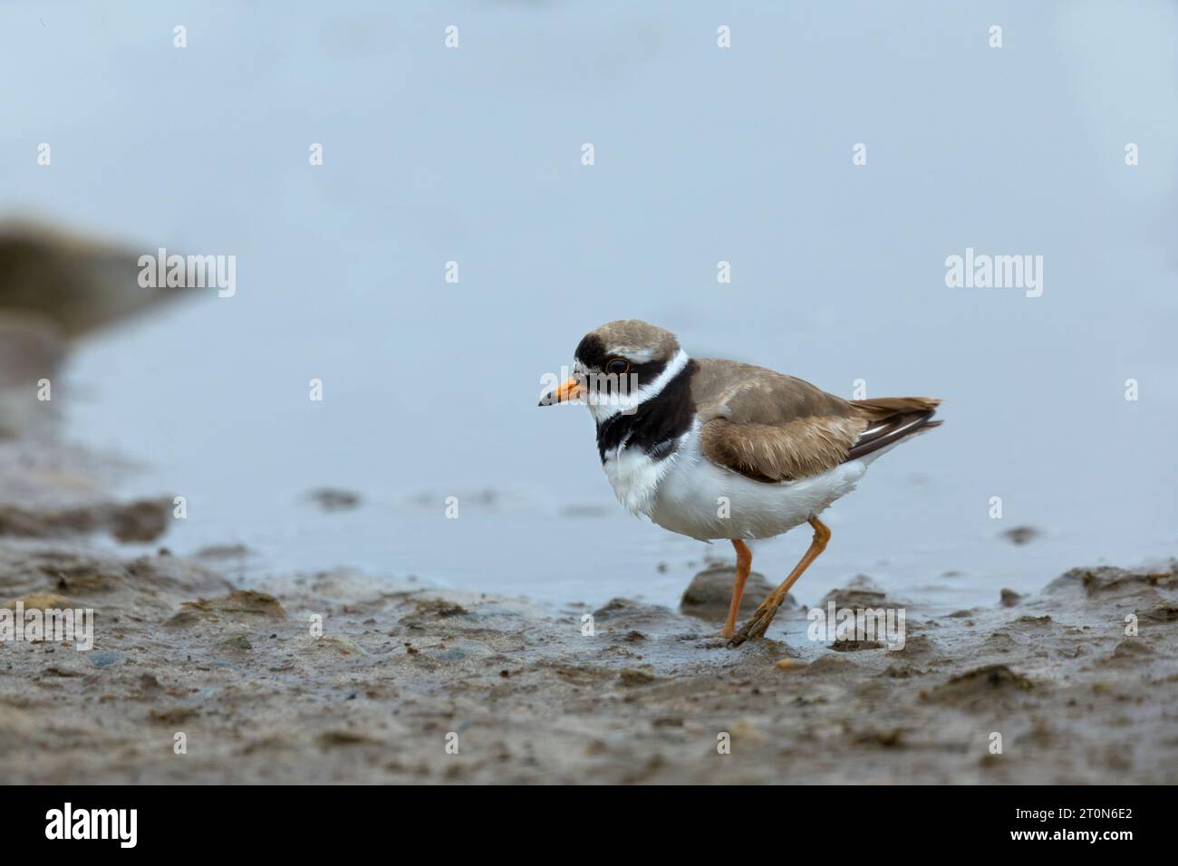 Ringed plover at a bathing pool Stock Photo