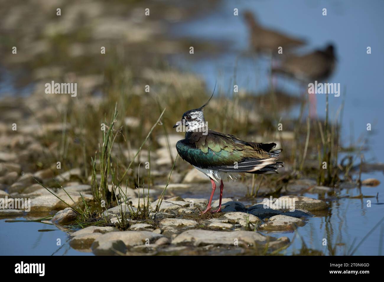 Lapwing at a bathing pool Stock Photo