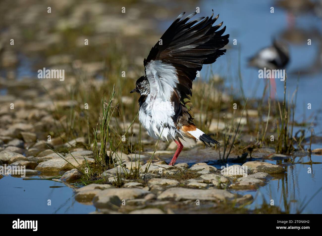 Lapwing at a bathing pool Stock Photo