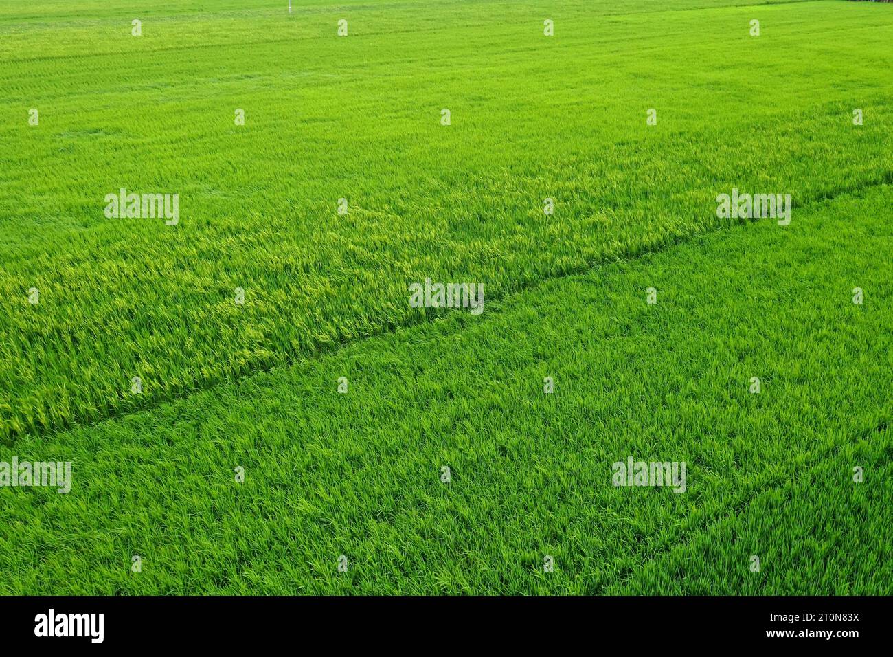 Kushtia, Bangladesh October 04, 2023 The bird'seye view of the