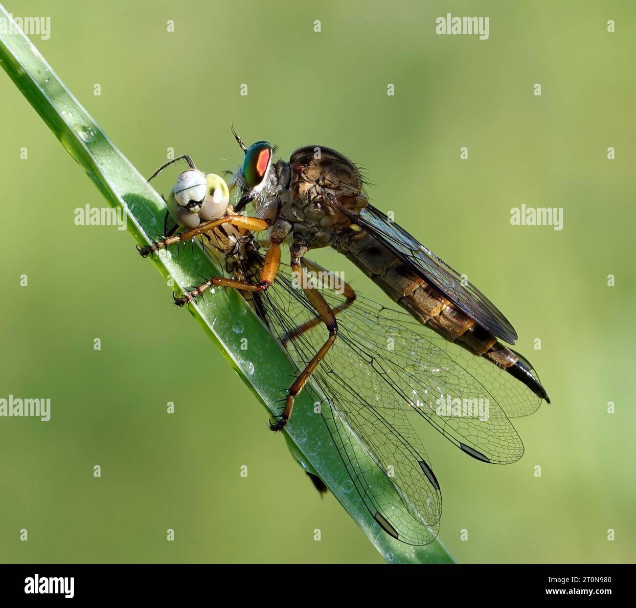 Dragonflies hover hi-res stock photography and images - Alamy