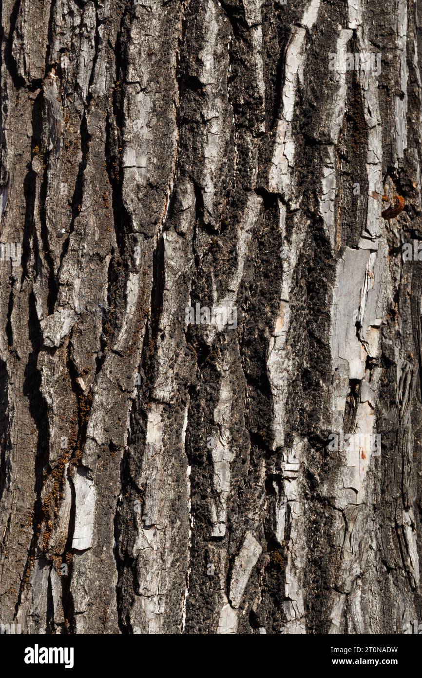 The texture of the old willow tree bark. Close-up, Macro photography Stock Photo