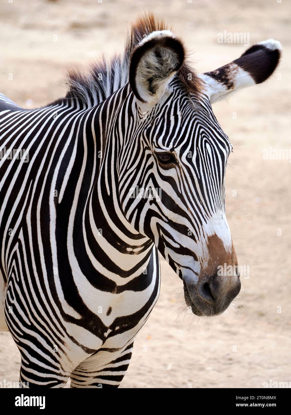 Portrait of zebra of Grevy or imperial zebra (Equus grevyi) is the largest living wild equid and the most threatened of the three species of zebra Stock Photo