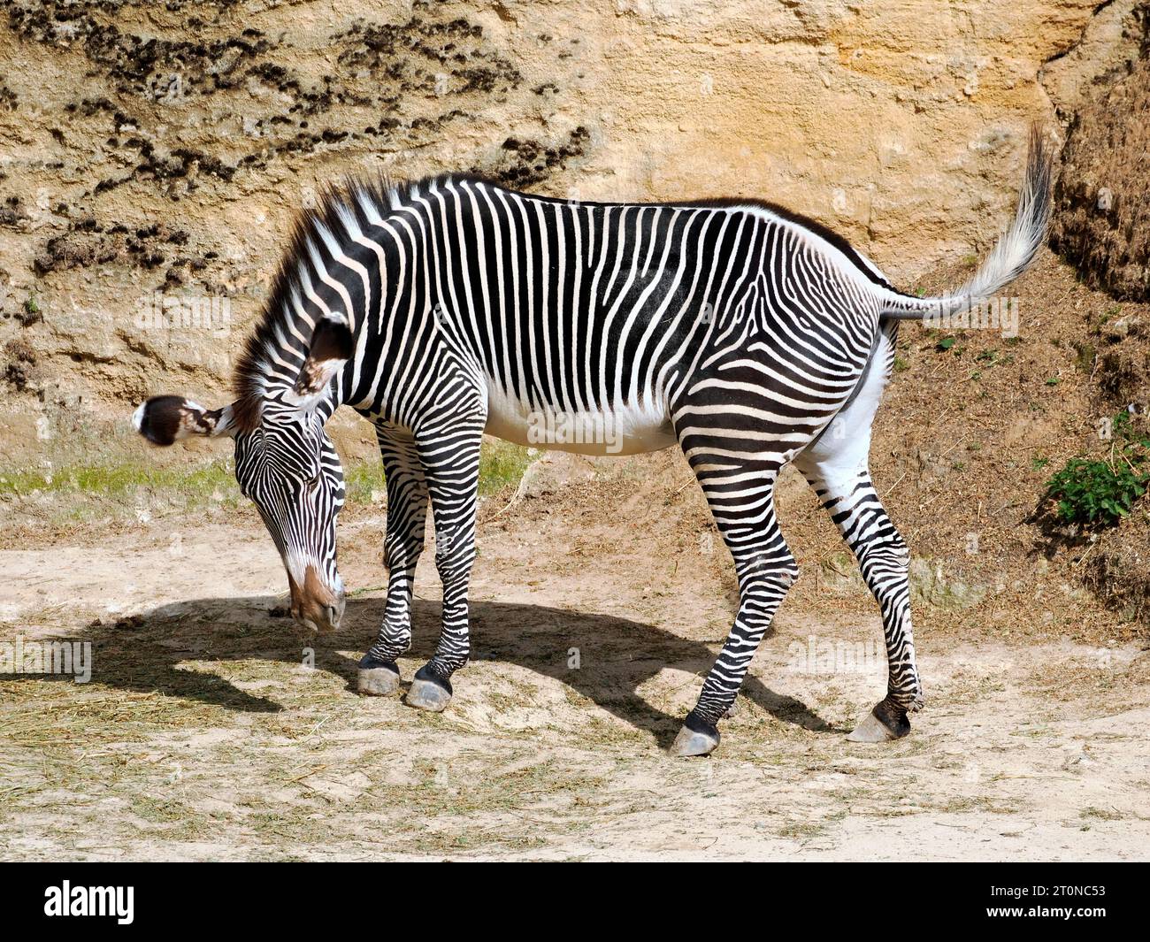 Profile Grevy zebra or imperial zebra (Equus grevyi) on the ground Stock Photo