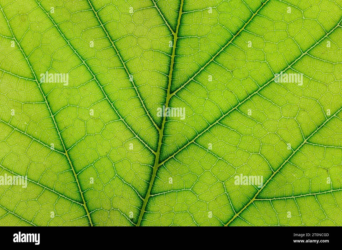 fresh leaf of plant close up Stock Photo