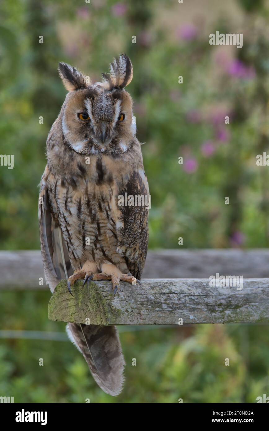 Northern long-eared owl perched on a wooden handrail. Stock Photo