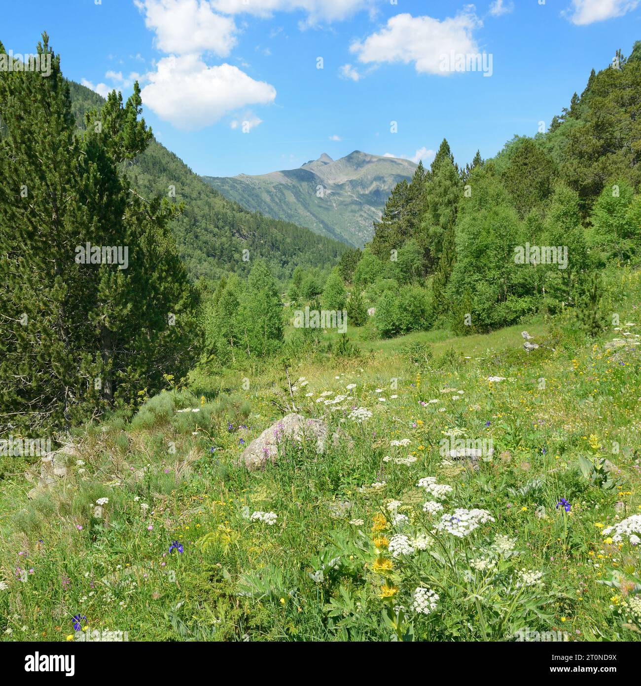 Beautiful meadow with flowers in the Pyrenees mountains. Andorra. Stock Photo