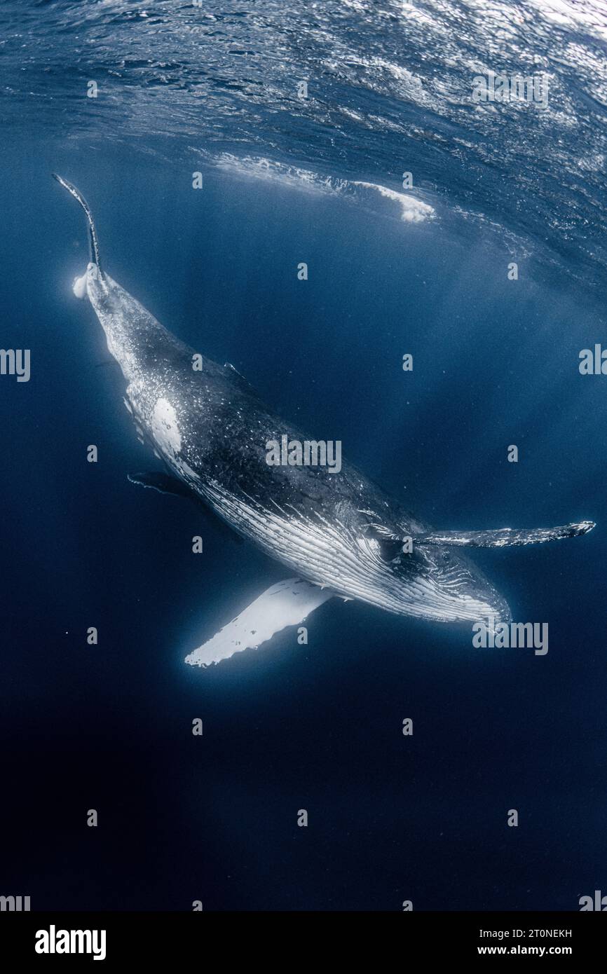 Humpback whale in Okinawa,Japan Stock Photo - Alamy