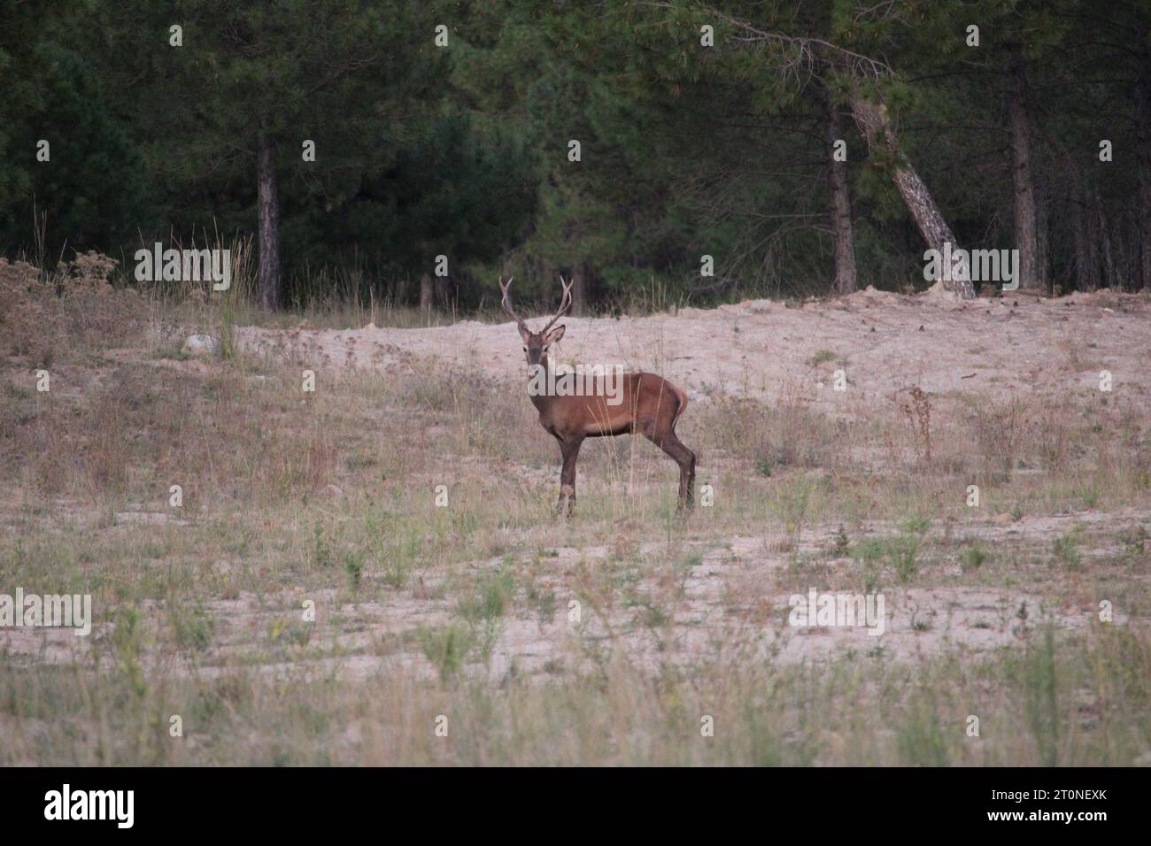 Fauna de campo hi-res stock photography and images - Alamy