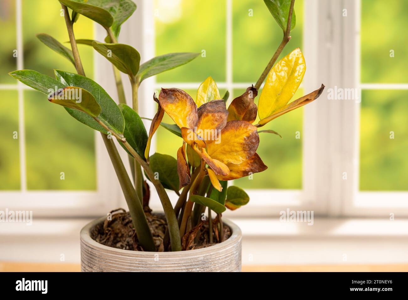 Indoor plant wilting with yellow leaves. Houseplant care, problems and gardening concept. Stock Photo