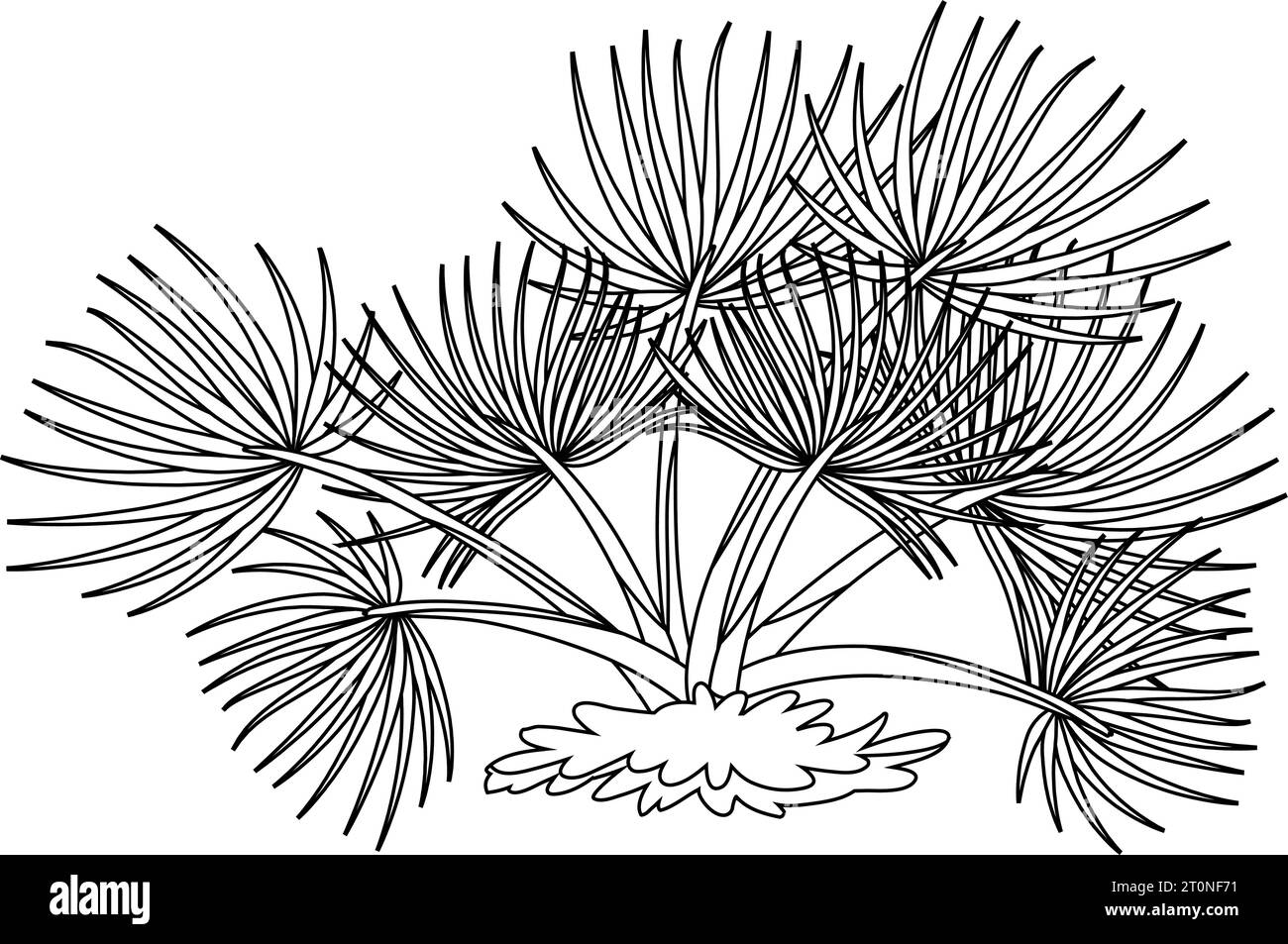 Palm Leaf Tree Texas Palmetto drawing Stock Vector Image & Art Alamy