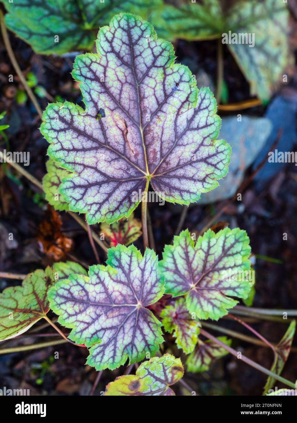 Colourful leaves of the hardy perennial evergree garden plant, Heucherella 'Dayglow Pink' Stock Photo