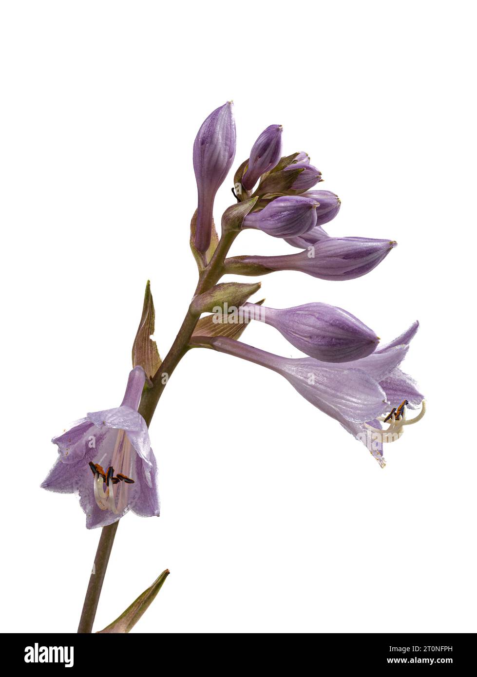 Lilac lily flowers of the hardy perennial garden plant, Hosta 'June' against a white background Stock Photo