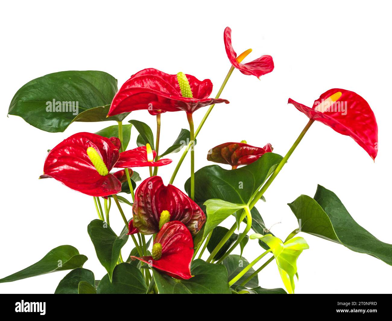 Red spathes and white to yellow spadices of the tender evergreen houseplant, Anthurium andreanum Stock Photo