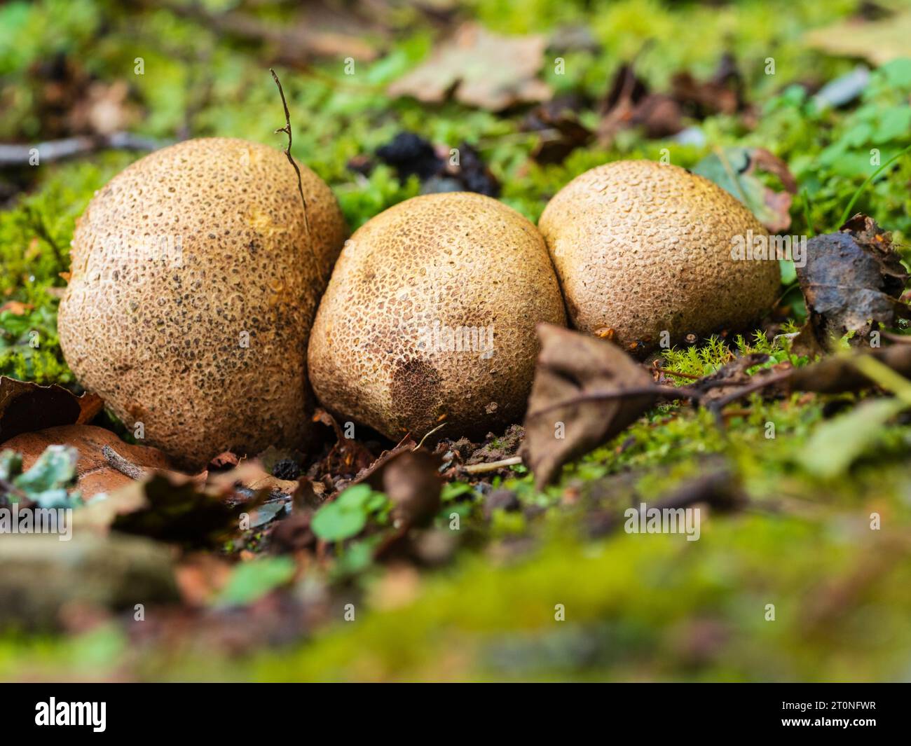 Late summer developing fruiting bodies of the common earthball UK fungus, Scleroderma citrinum Stock Photo