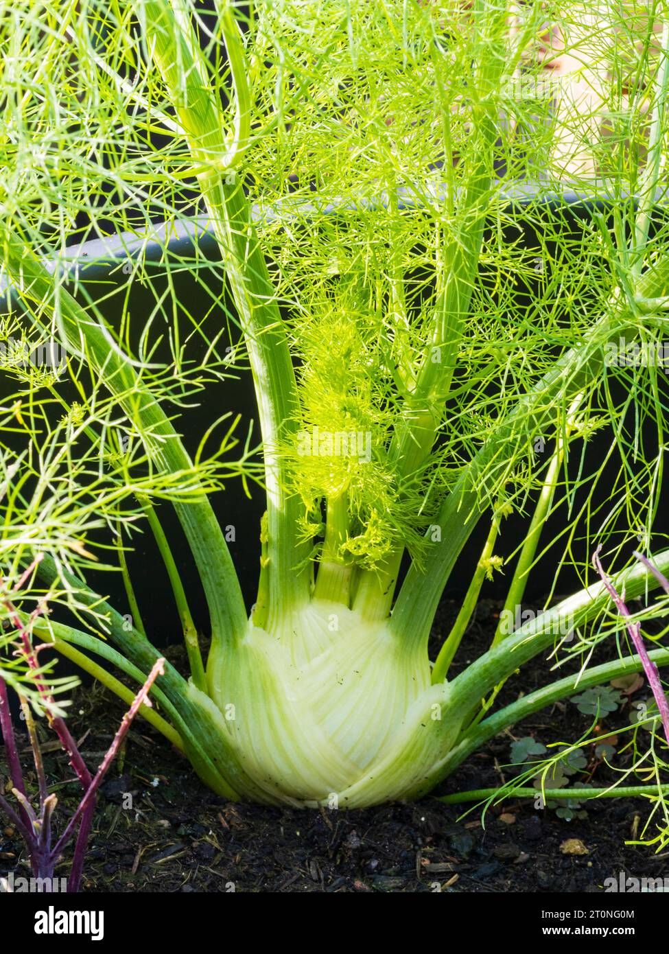 Container grown bulb of the aniseed flavoured hardy florence fennel, Foeniculum vulgare var azoricum Stock Photo
