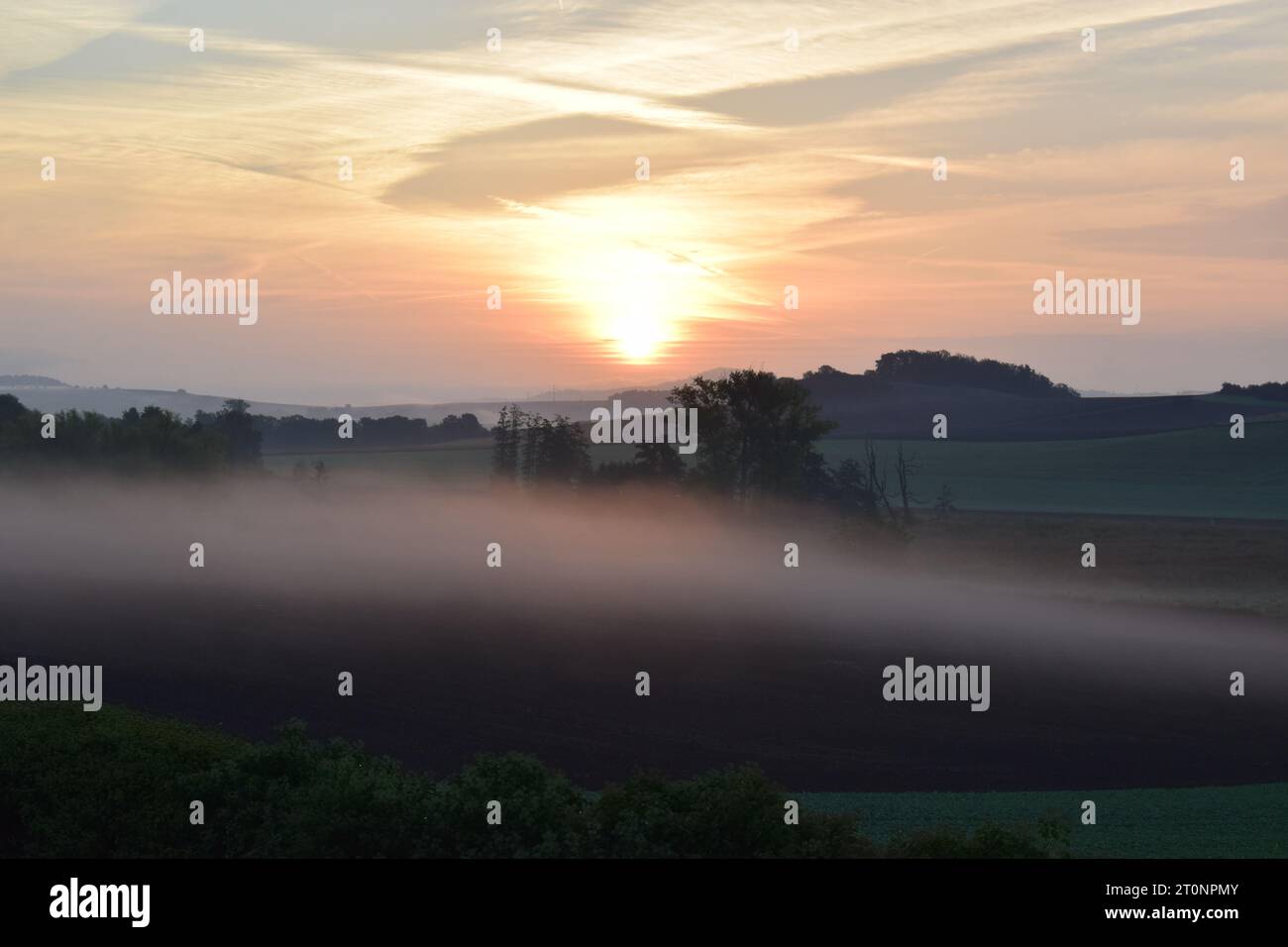 Foggy tree farm during hi-res stock photography and images - Alamy