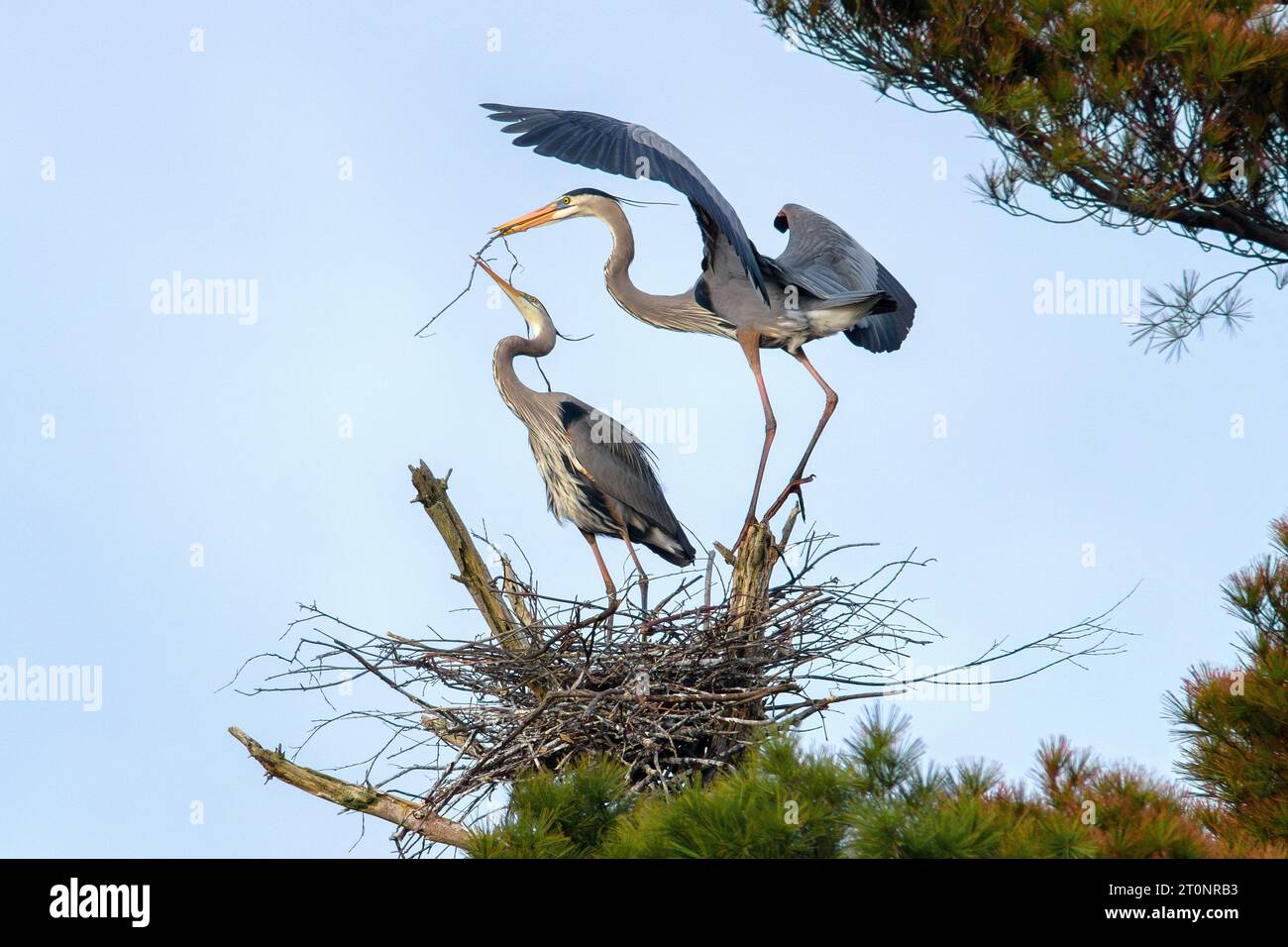 A pair of Great Blue Herons constructing their nest in the early spring in Methuen Massachusetts. Stock Photo