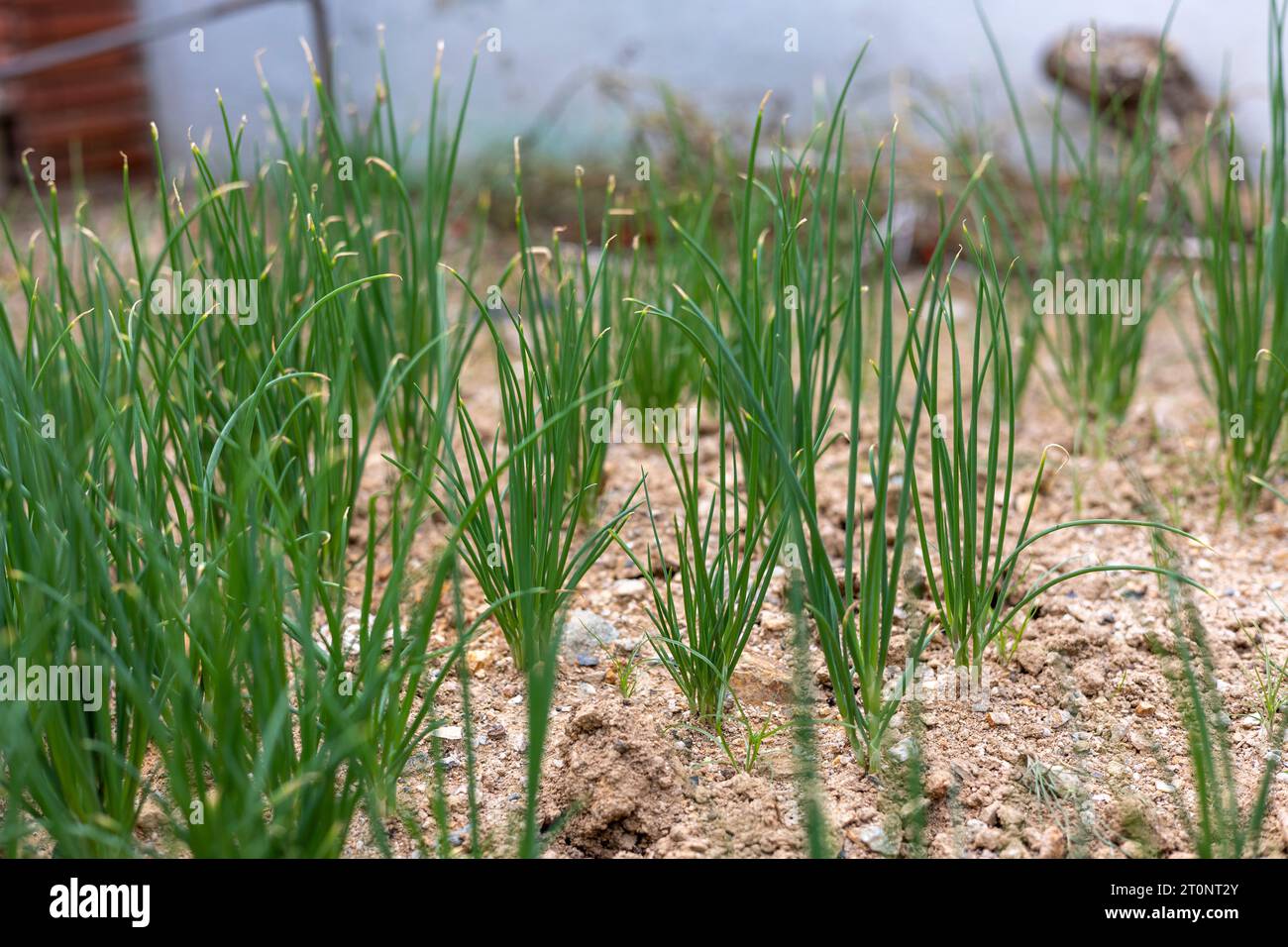 Growing green onions hi-res stock photography and images - Alamy