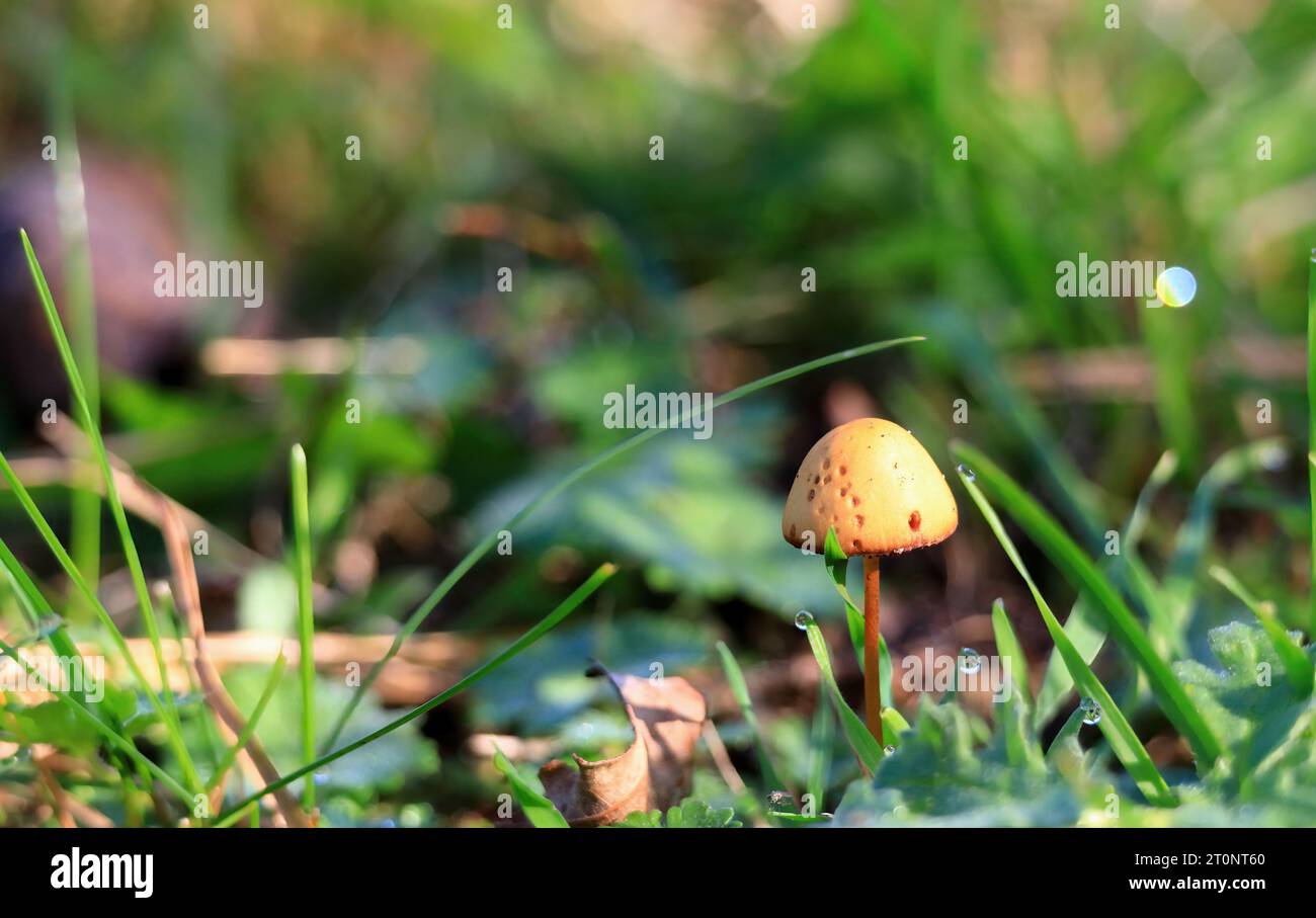 Wild mushroom in North Holland dune reserve. Castricum, the Netherlands