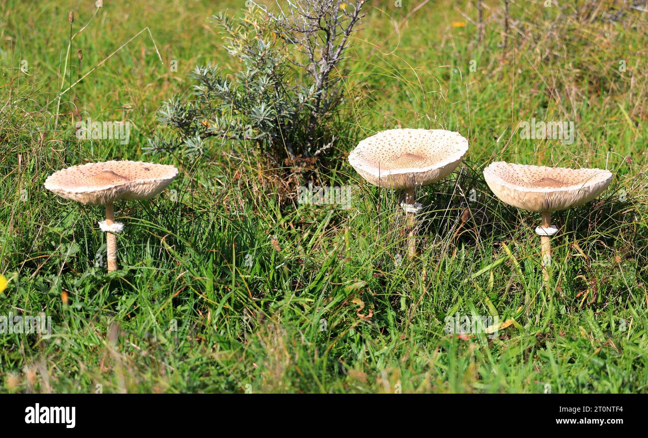 Common giant parasols in North Holland dune reserve. Castricum, the Netherlands, Europe. Stock Photo