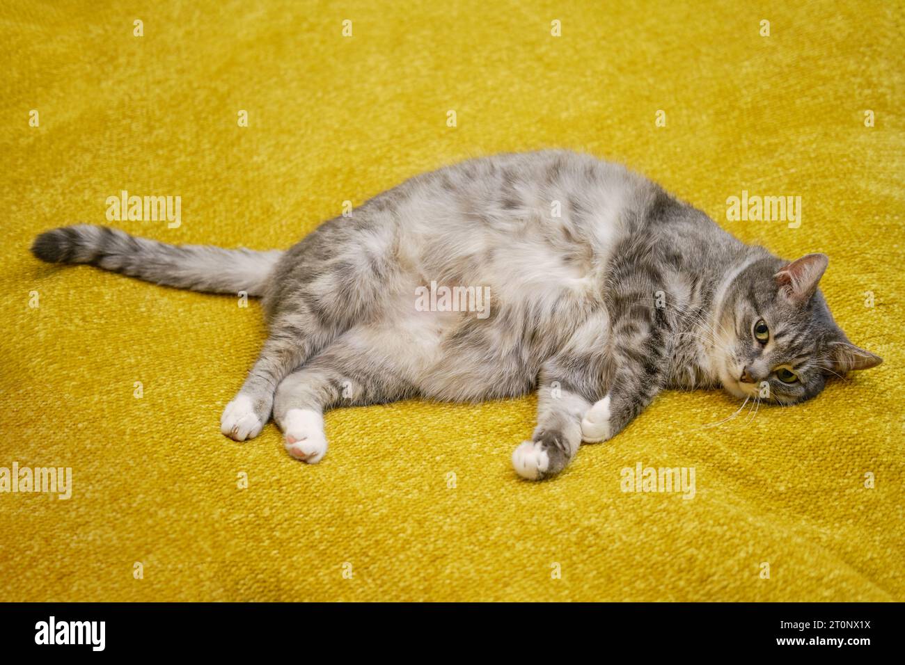Funny fat cat lies on its side in the home bed sick pet Stock