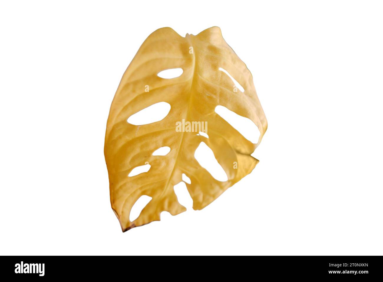 Monstera adansonii with withered yellow leaves, isolated on white background. Monstera monkey mask with houseplant disease Stock Photo