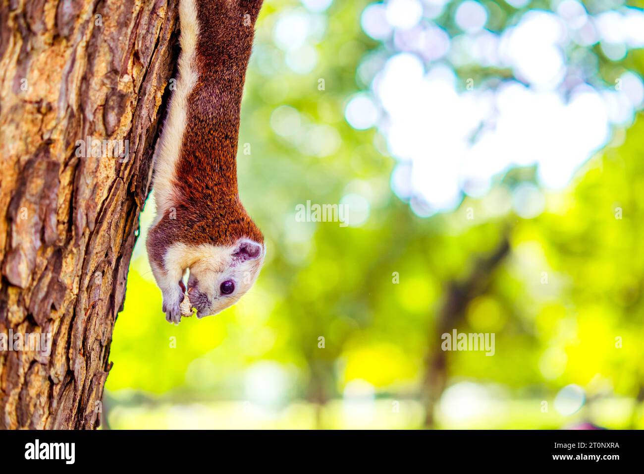 Squirrel Hanging Upside Down with Walnut on Tree Stock Photo