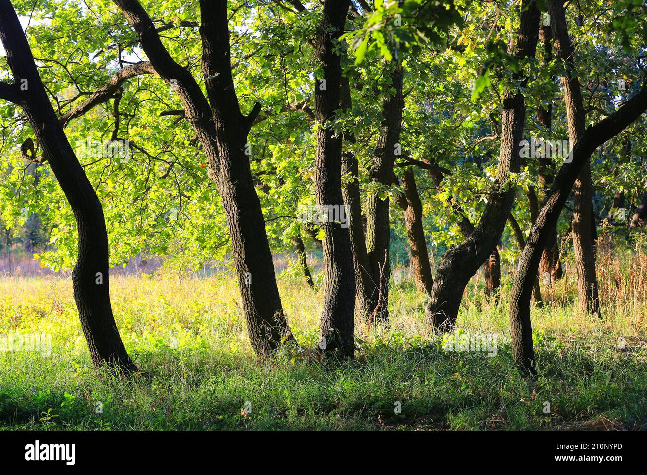 Oak trees in summer hi-res stock photography and images - Alamy