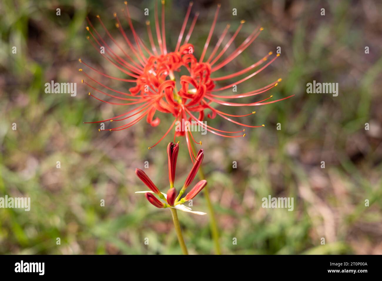 Lycoris squamigera, red flowers and buds Stock Photo