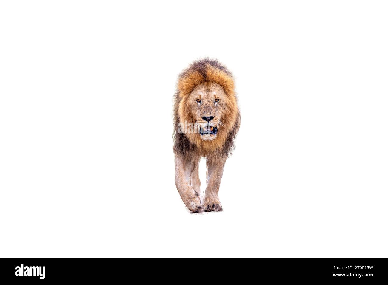 Lion walking Cut Out Stock Images & Pictures - Alamy