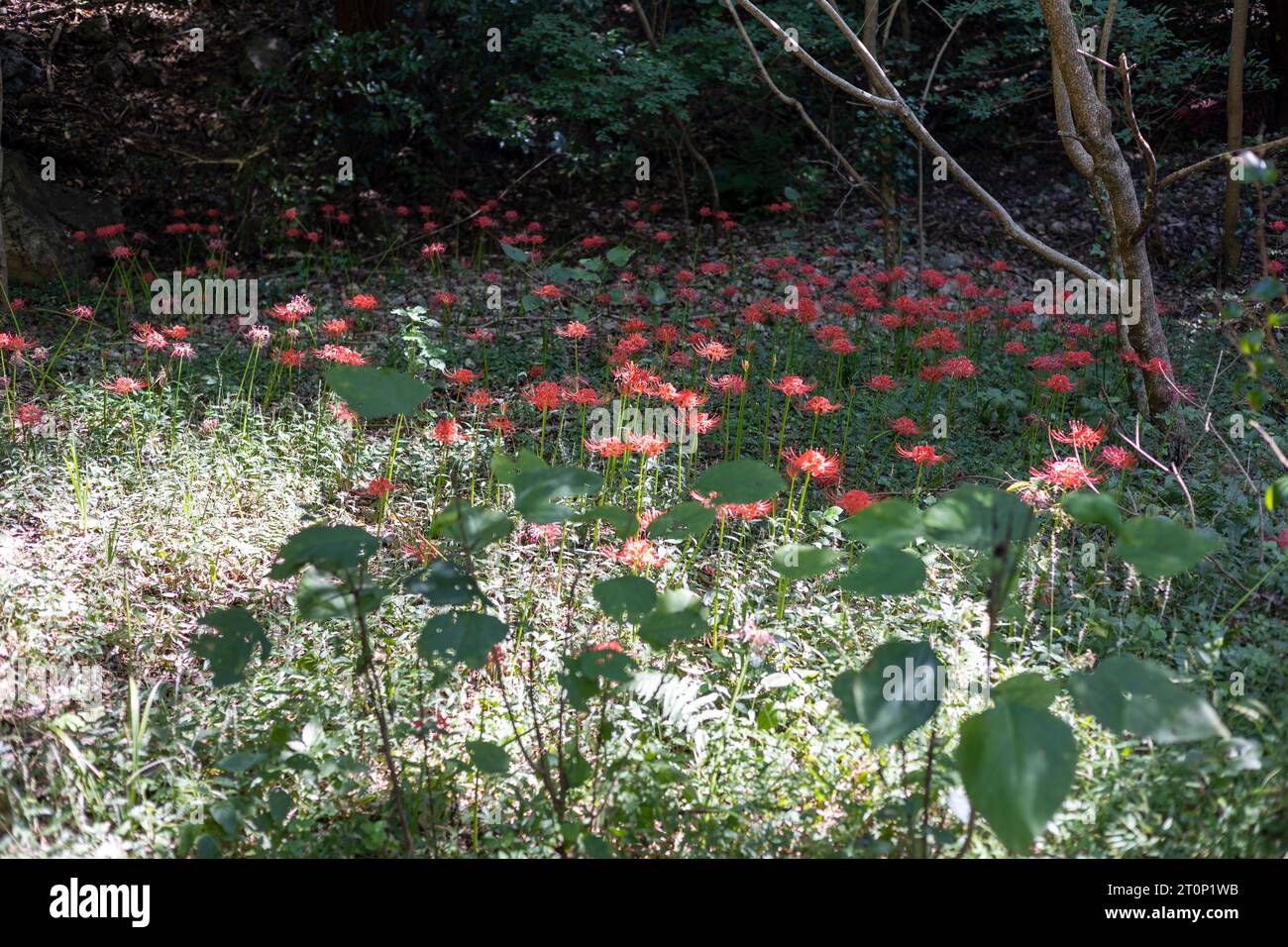 A fairytale forest garden filled with red flowers Stock Photo