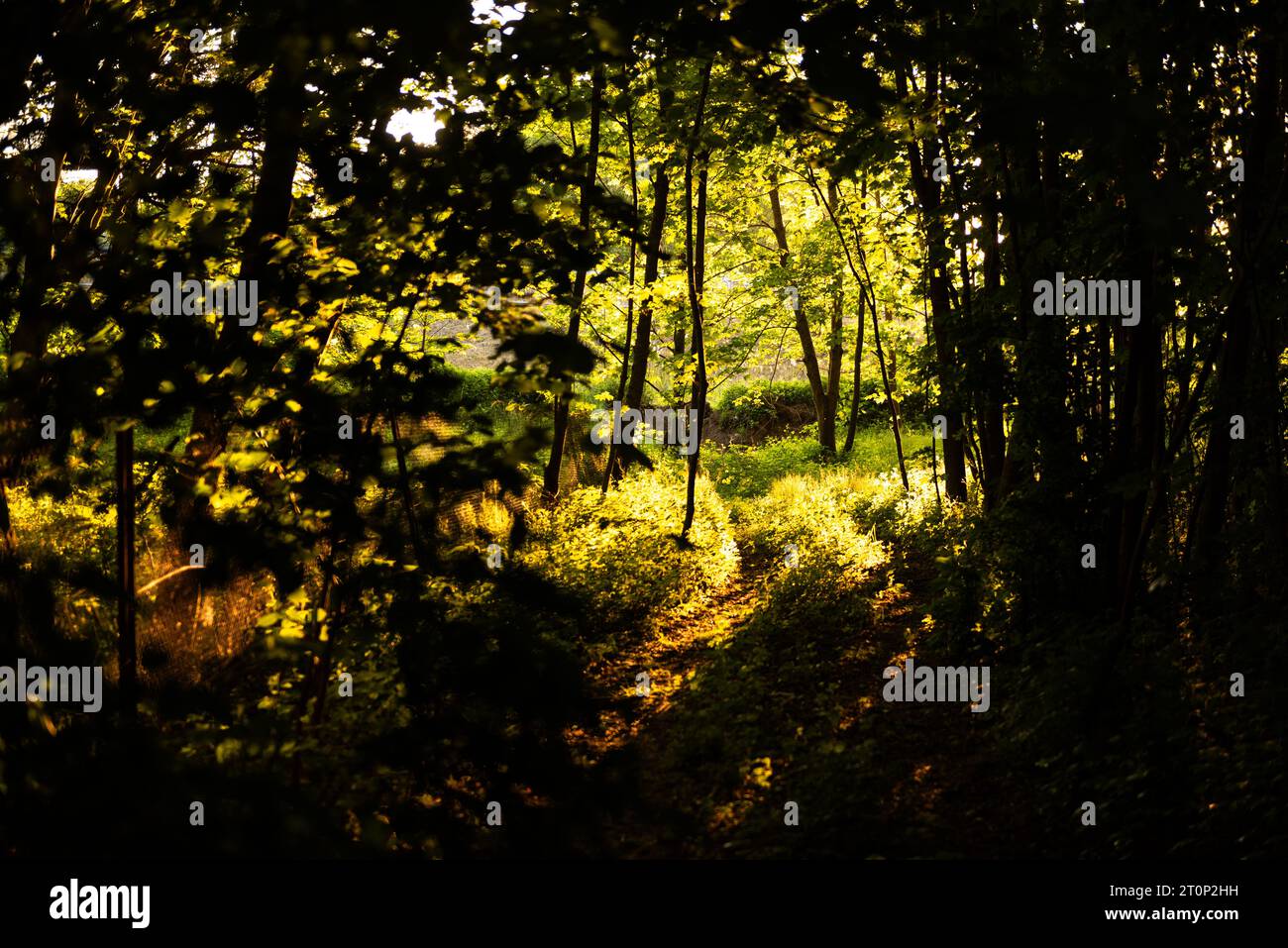 Sunny magical forest in rays hi-res stock photography and images - Alamy