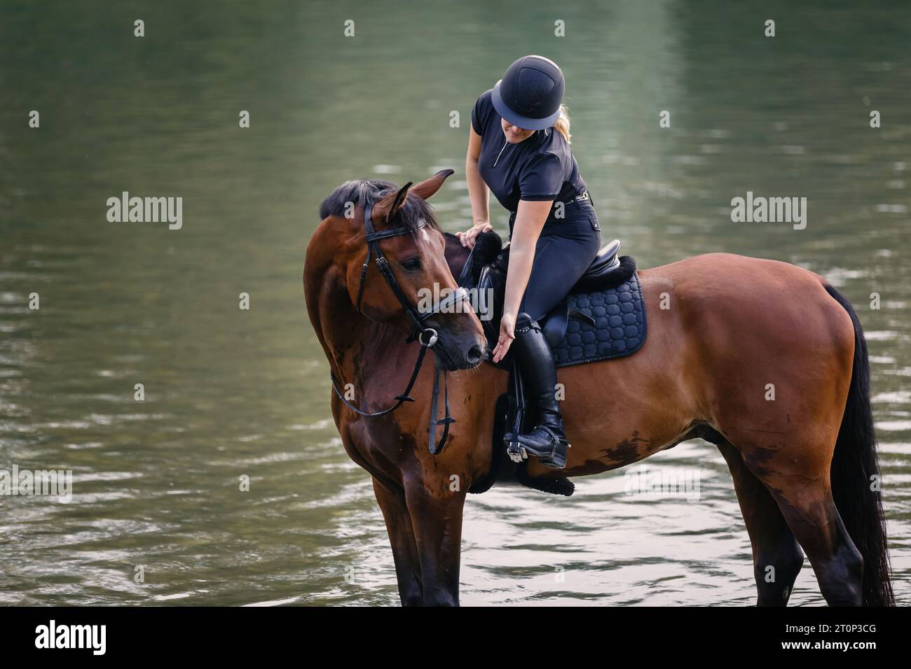 Female horseback rider in a black jockey outfit riding a chestnut horse along the river at sunset. Recreation, equitation, and nature concept. Stock Photo