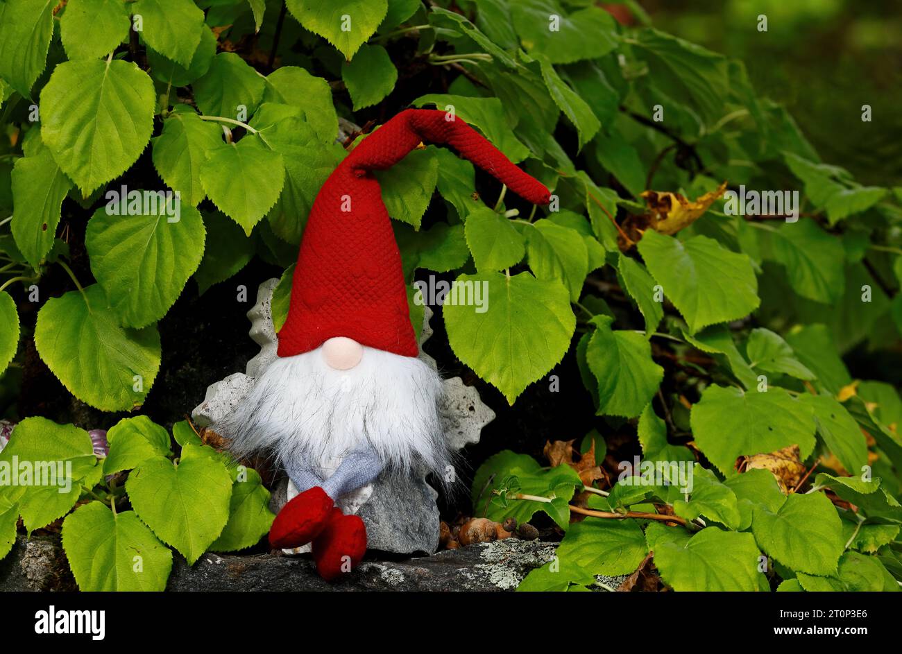 A small gnome sitting on a stone among green leaves in a garden Stock Photo