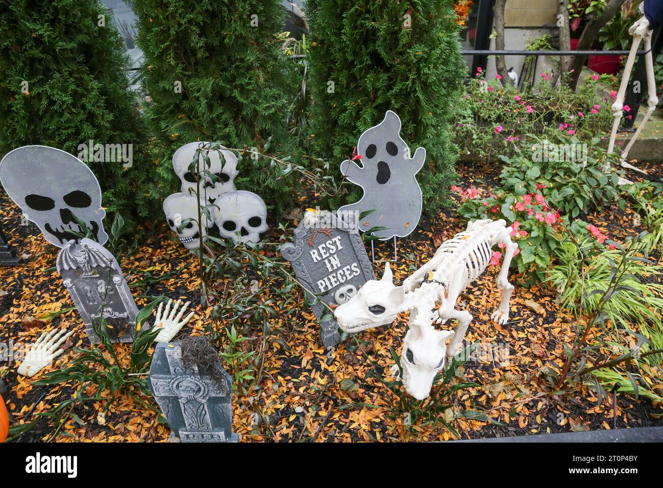 Halloween Decorated front yard, Chicago Stock Photo Alamy