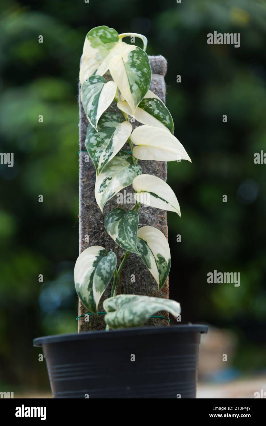 Scindapsus mayari hi-res stock photography and images - Alamy Scindapsus mayari hi-res stock photography and images - Alamy