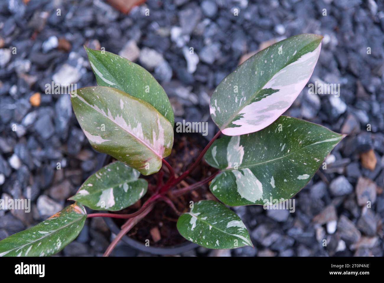 cali plant Concha California Lilac (Ceanothus 'Concha') - 5 Gal