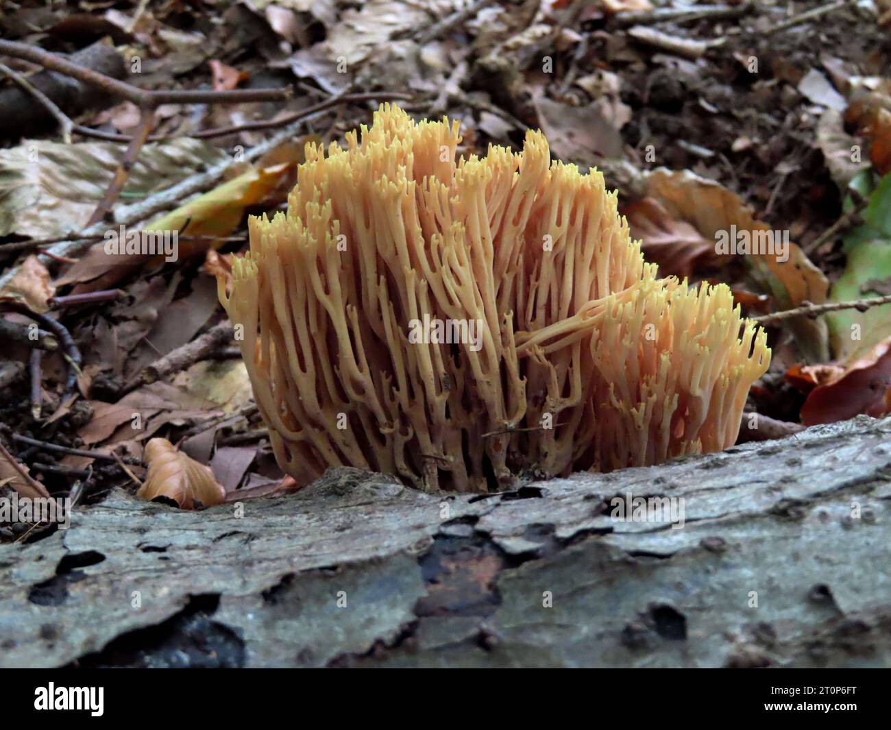 Blick auf die Rueckseite der Steife Koralle mit ihren Aestelungen Steife Koralle Rueckseite *** View of the back side of the Stiff Coral with its aestelas Stiff Coral back side Credit: Imago/Alamy Live News Stock Photo