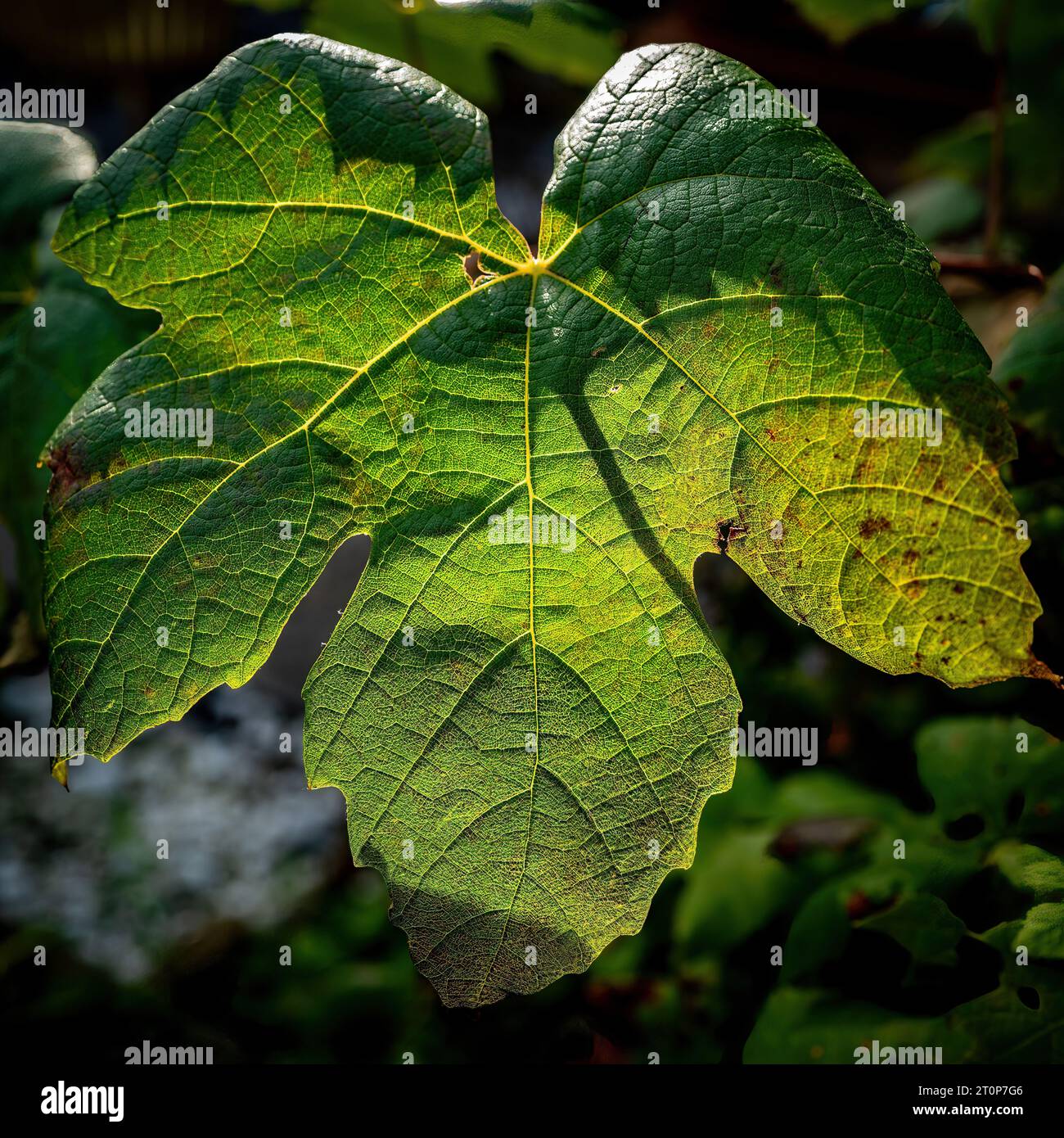 Green wine grape leaf with red veins, close up macro texture. Green wine grape leaf. Autumn colours. Backlit. Stock Photo