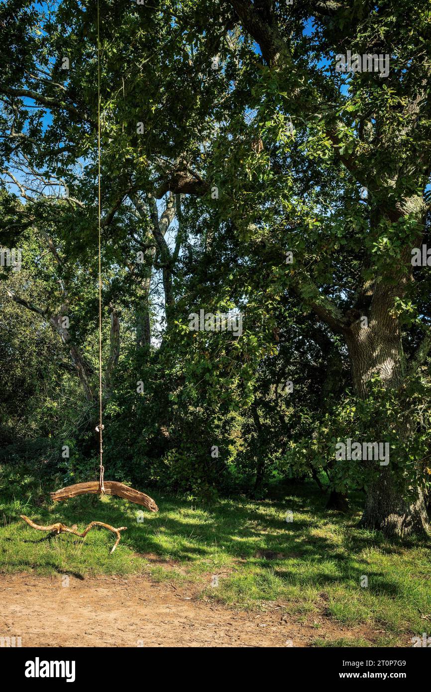 Empty rustic wooden swing hanging by rope on large live oak tree branch in the autumn fall countryside. Concept. Childhood, Rustic, Nature, Play Stock Photo