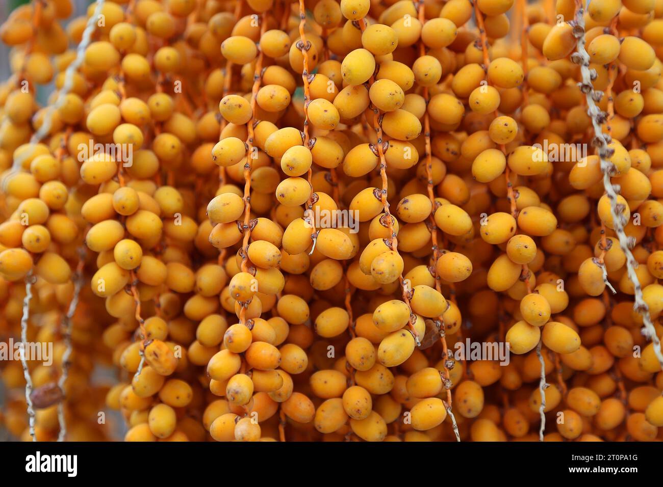 AMBER ORANGE PALM