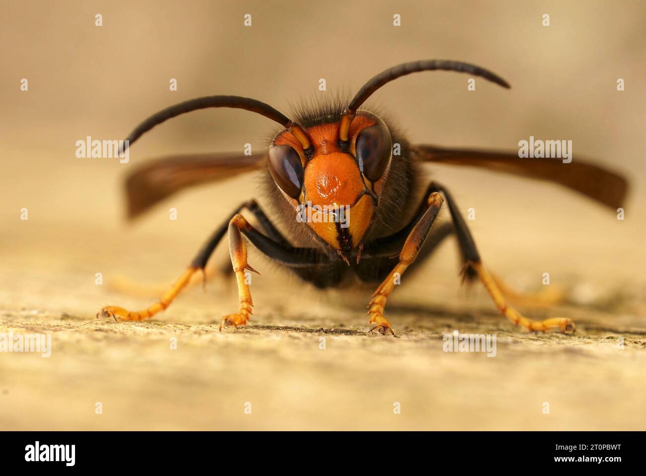 Natural facial closeup on a worker of the invasive Asian hornet pest species, Vespa velutina, a major threat for beekeeping Stock Photo