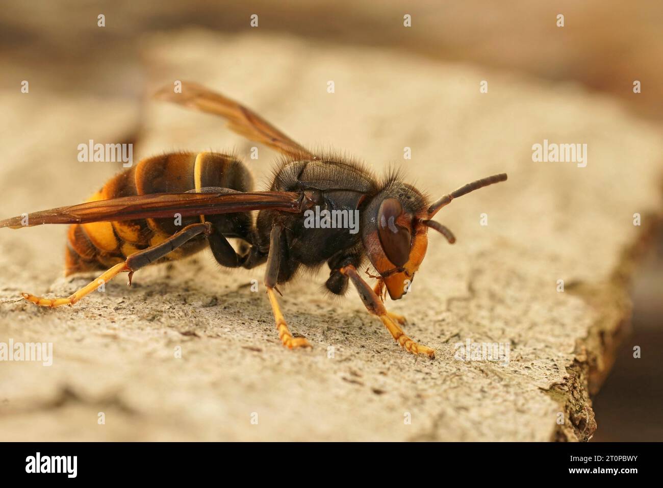 Natural closeup on a worker of the invasive Asian hornet pest species, Vespa velutina, a major threat for beekeeping Stock Photo