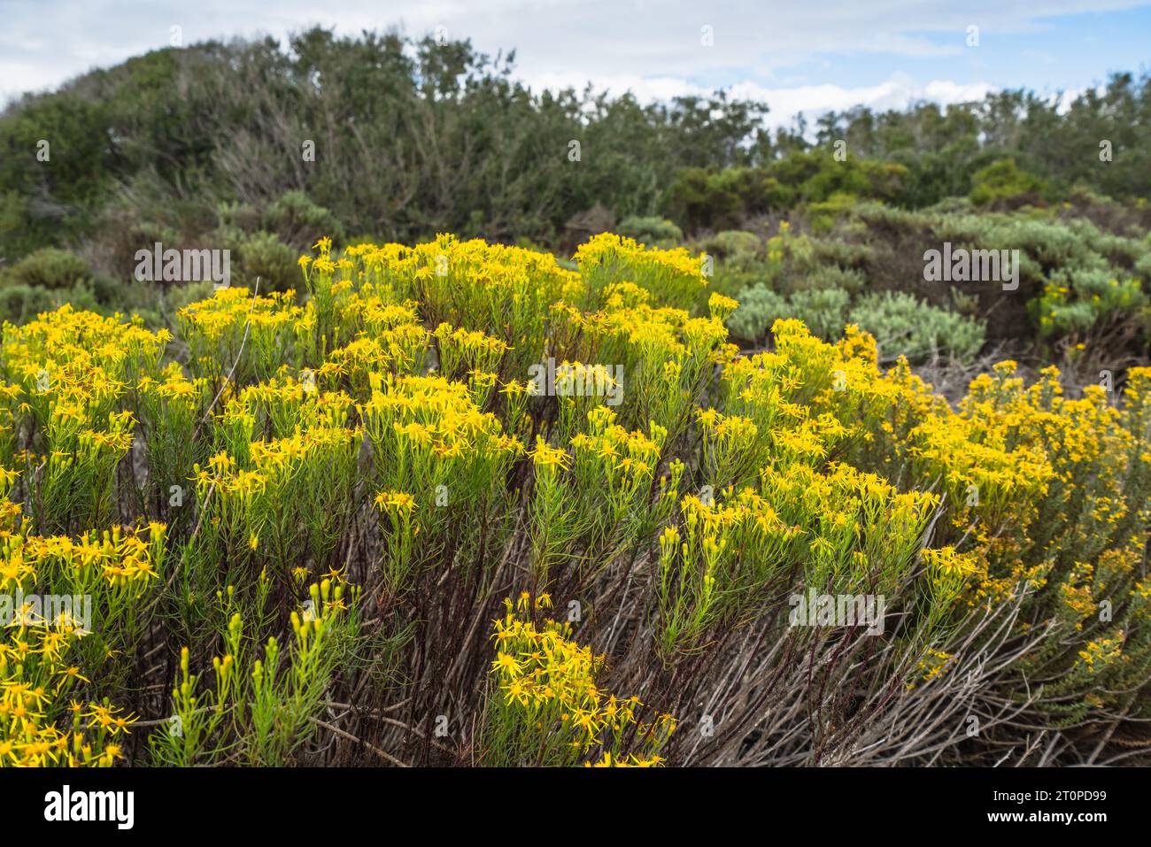 California Goldenbush (Ericameria ericoides) is a flowering shrub in daisy family. It grows in the sand dunes and coastal hills, California Central Co Stock Photo
