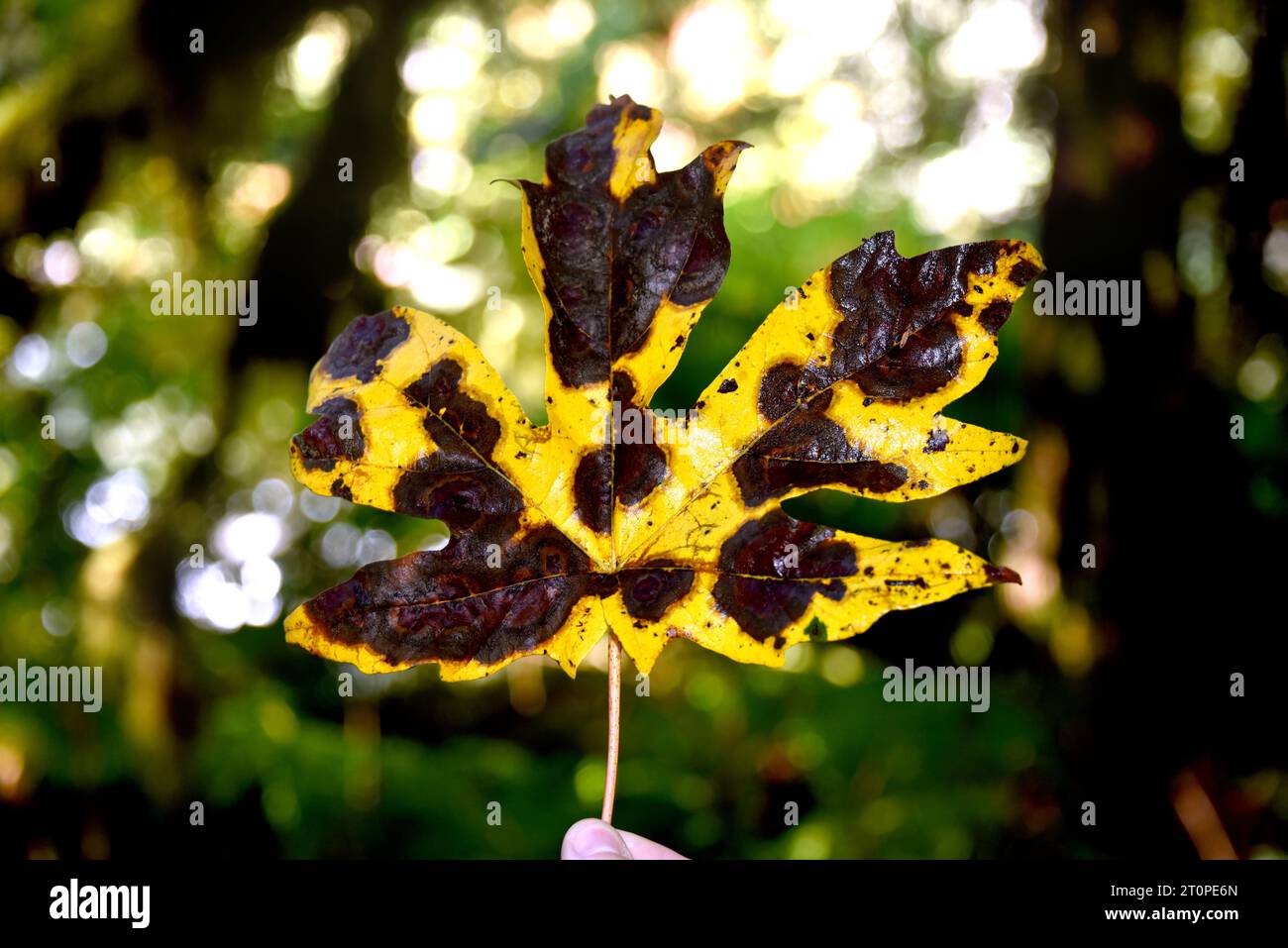 Hand holds Oak tree leaf. It is large and blighted with brown spots