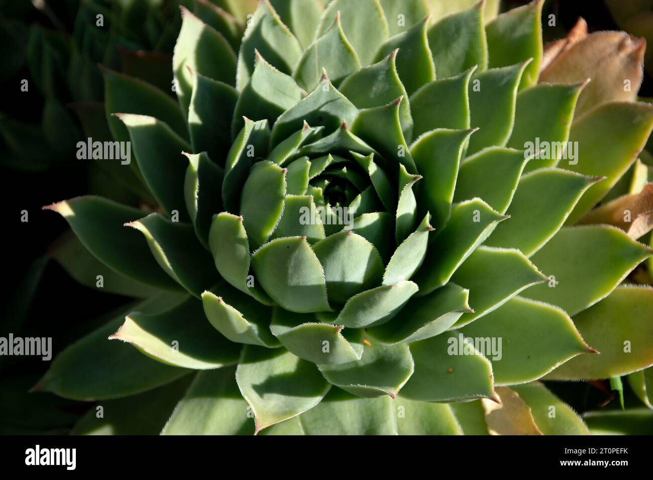 beautiful suculent plant Stock Photo