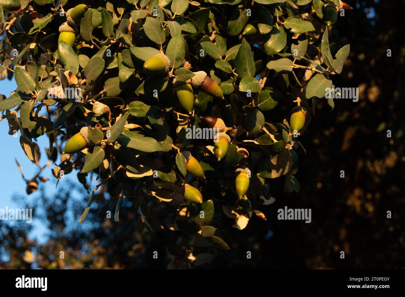 acorns in the tree Stock Photo