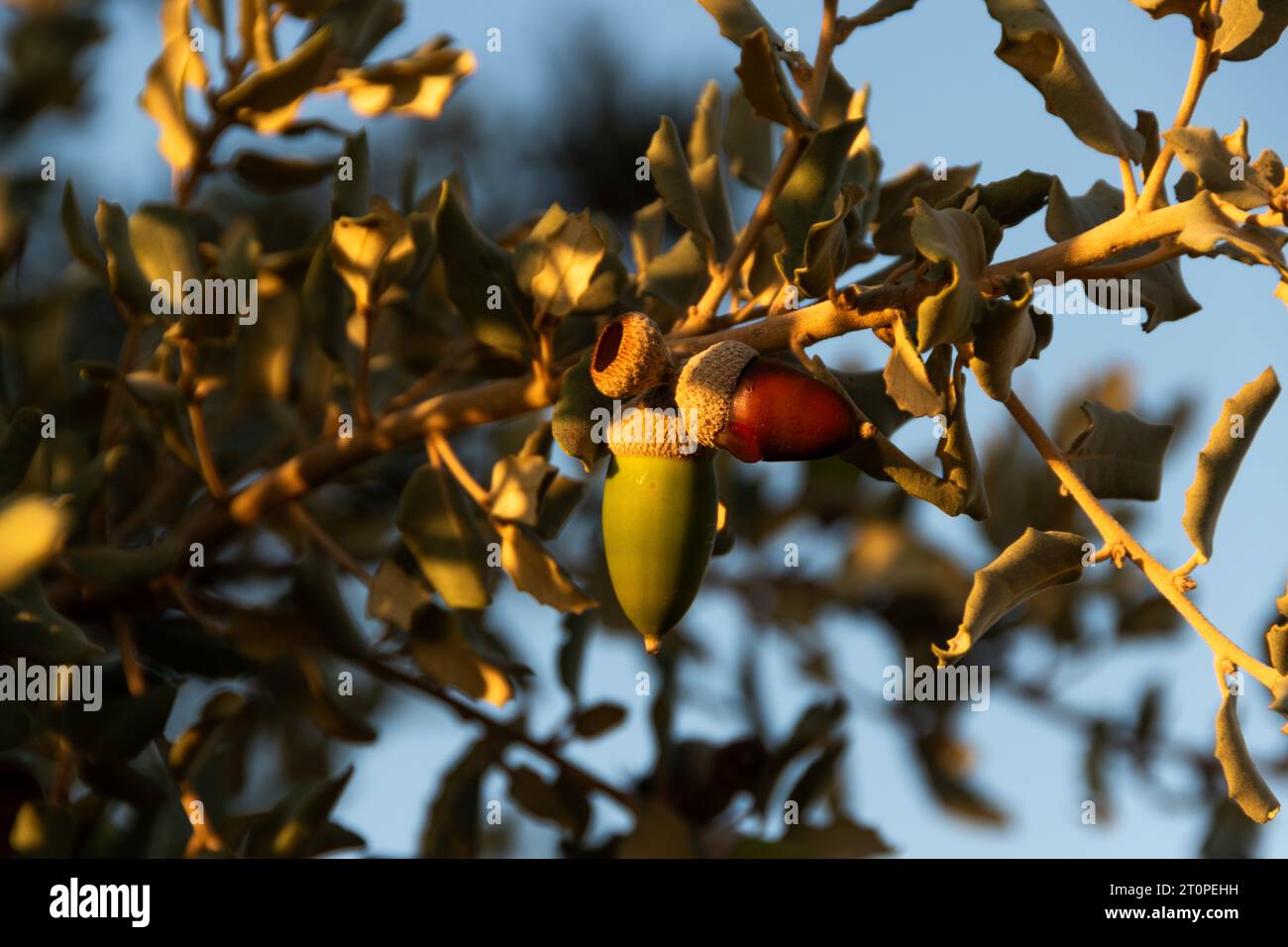 acorns in the tree Stock Photo