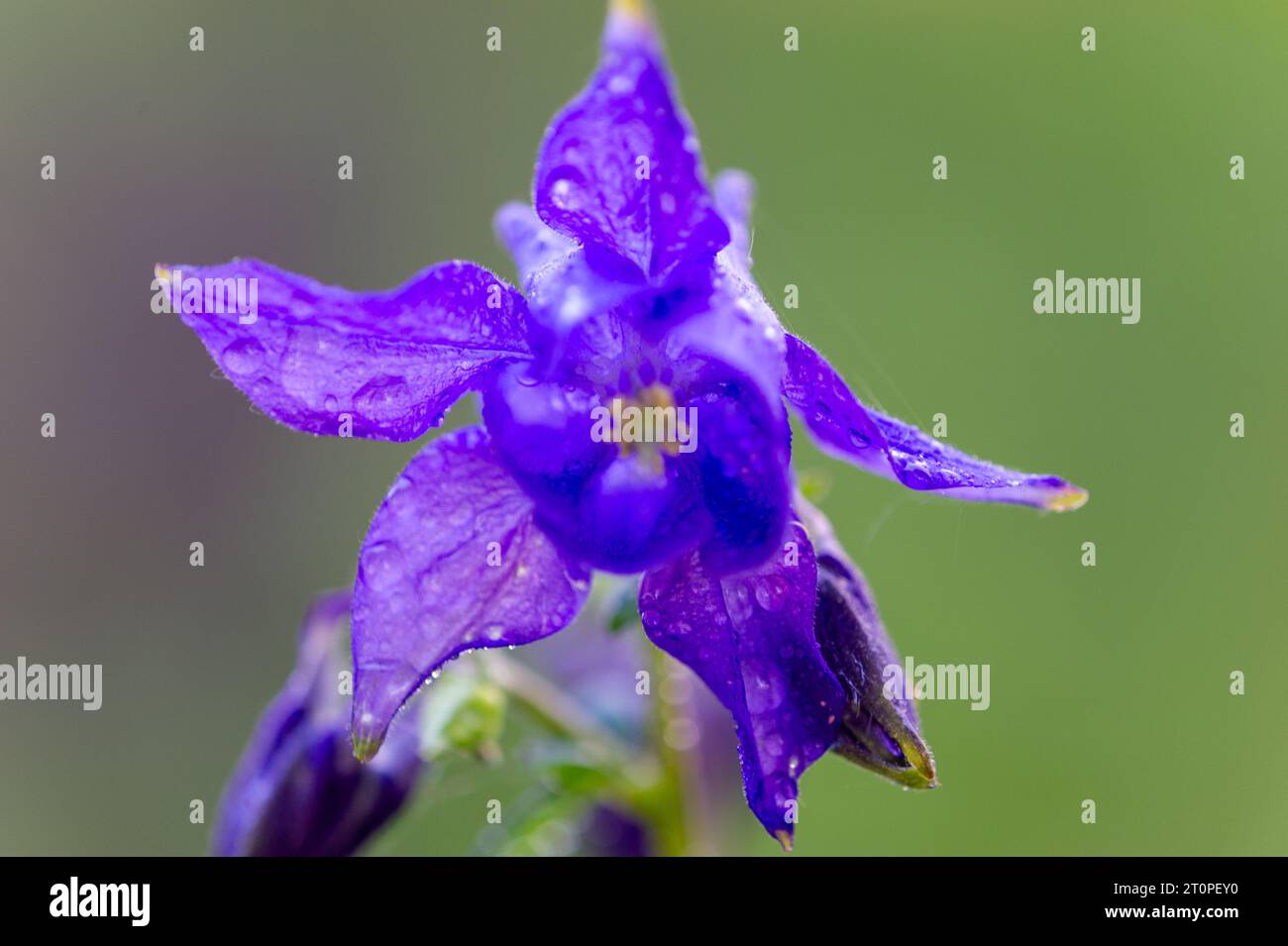 Alpine Columbine flower Stock Photo